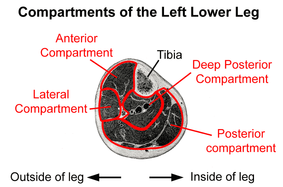 compartments of leg derek moore