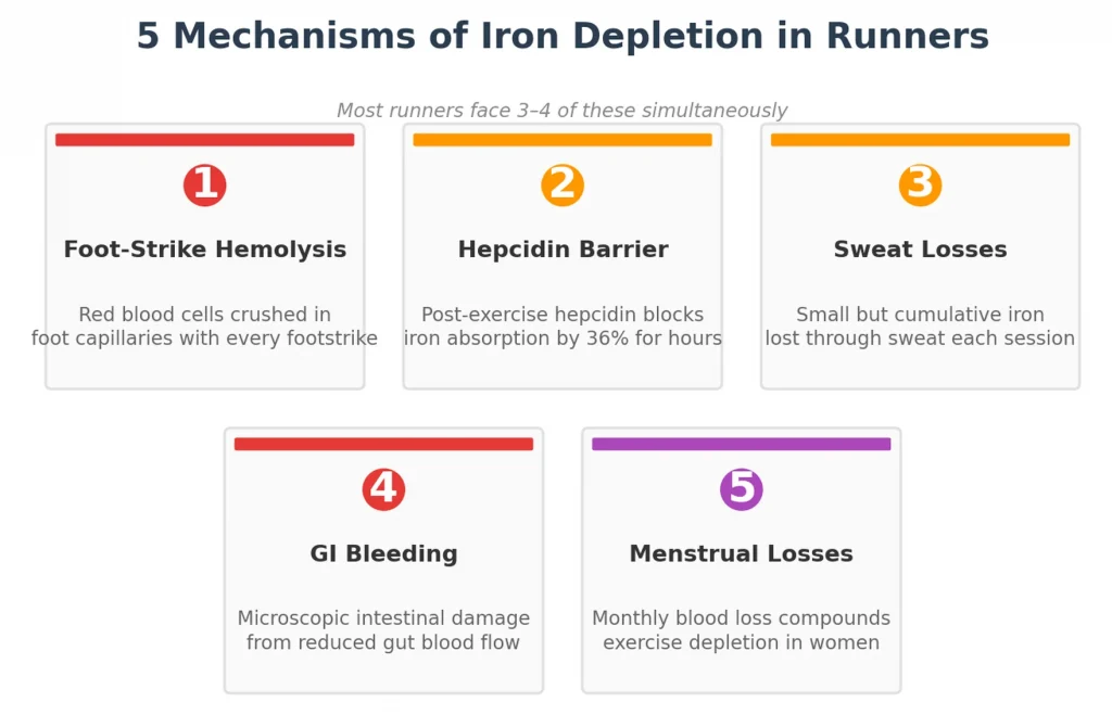 Ferritin Levels – 5 Mechanisms of Iron Depletion in Runners