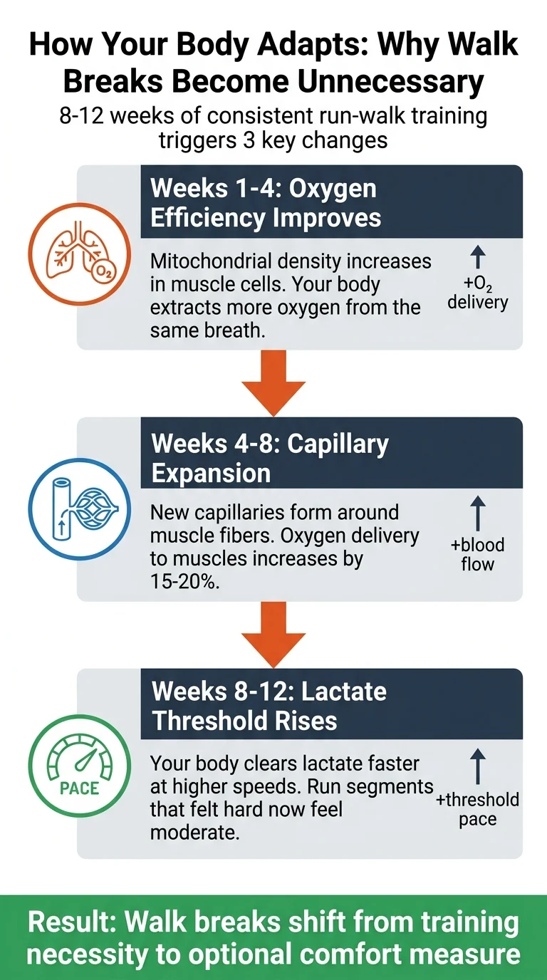 Diagram showing 3 stages of aerobic adaptation during run-walk training: oxygen efficiency, capillary expansion, and lactate threshold improvement