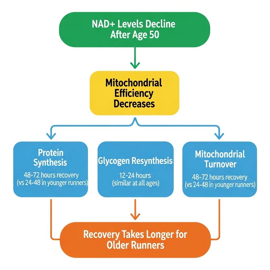 Flow diagram showing how NAD+ decline with age reduces mitochondrial efficiency and extends recovery timelines for older runners
