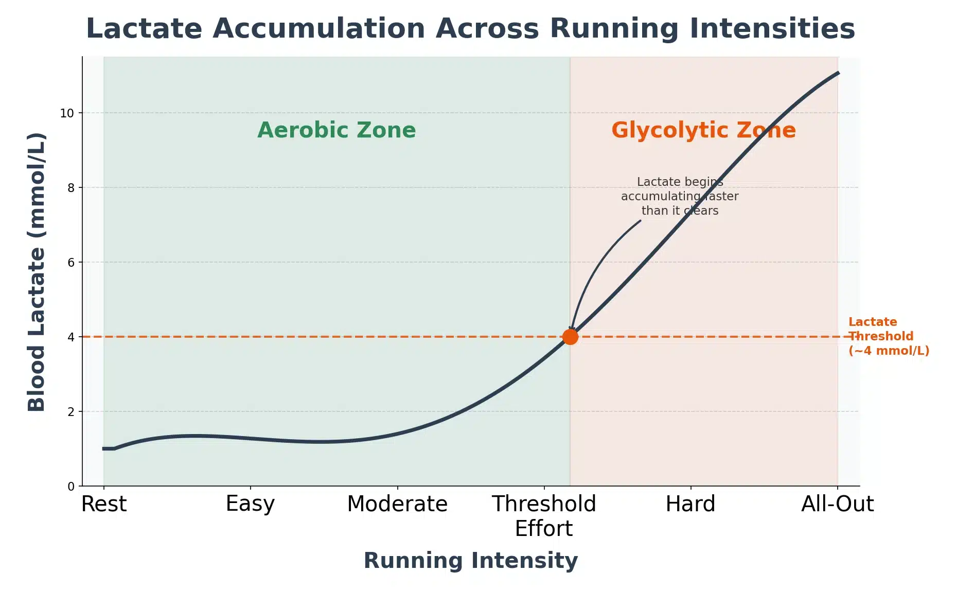 Lactate accumulation curve showing blood lactate rising exponentially past the lactate threshold at ~4 mmol/L