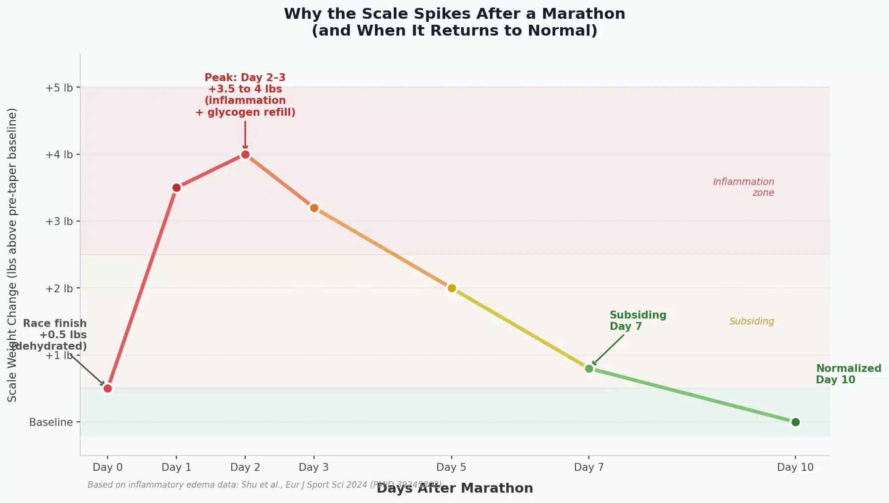 Line chart showing post-marathon scale weight change over 10 days: peaks at 3.5-4 lbs above baseline on day 2-3 from inflammation and glycogen refilling, then normalizes by day 10
