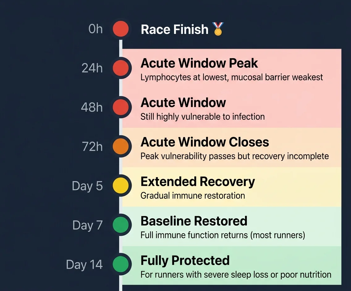 Vertical timeline of immune recovery after marathon, showing acute vulnerability window lasting 24-72 hours (red), followed by extended recovery over 5-7 days (orange/yellow), with full baseline immune function returning by day 7 (green), and note that runners with poor sleep or nutrition may extend recovery to 14 days.
