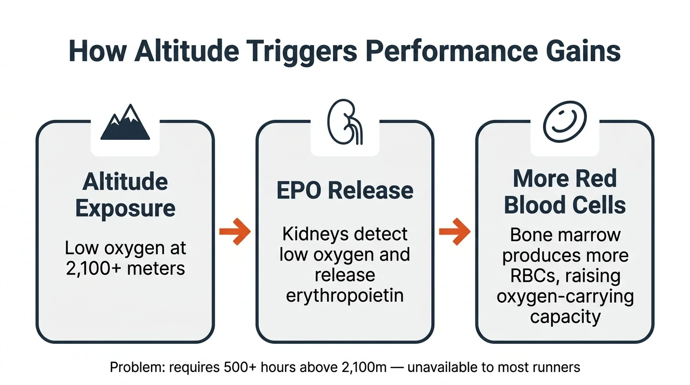 altitude training EPO mechanism — how altitude triggers red blood cell production