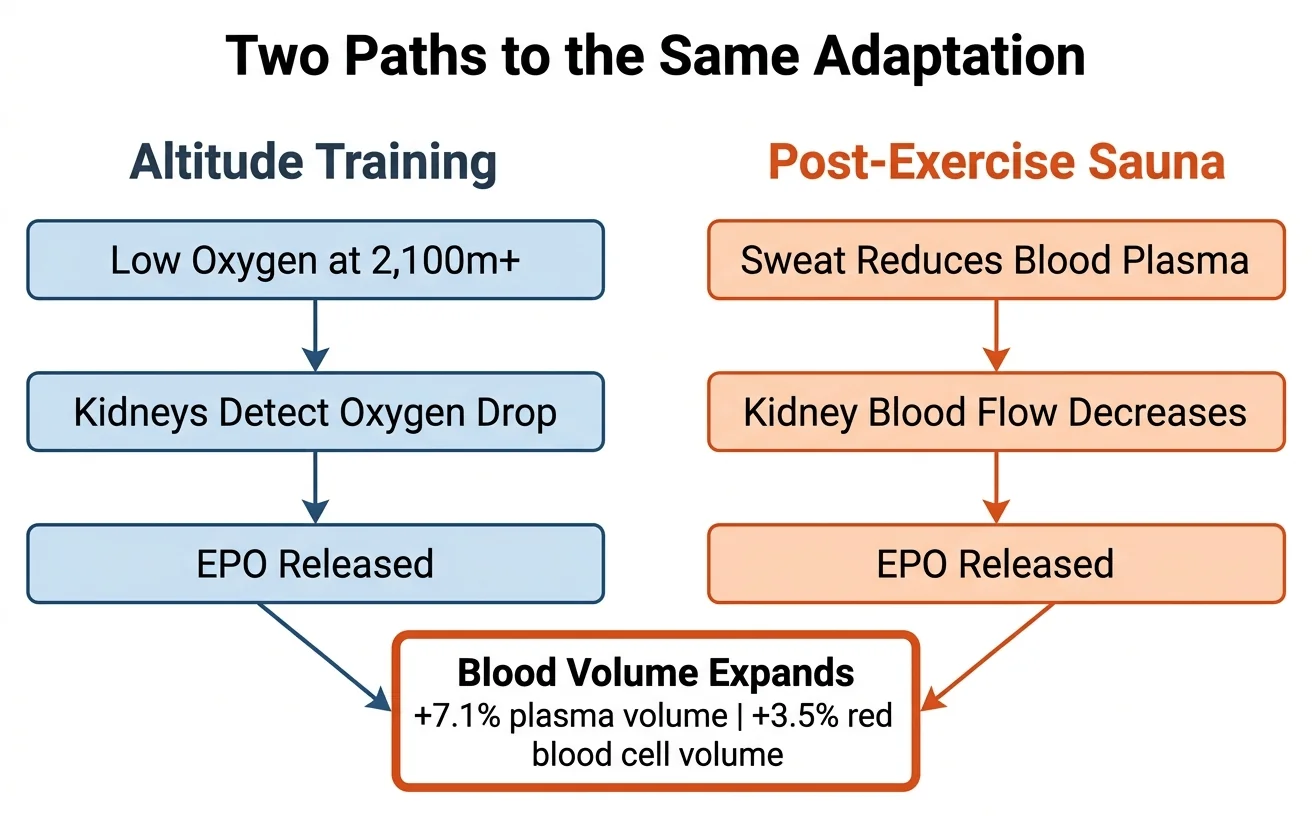 how sauna training mimics altitude — parallel EPO mechanism diagram