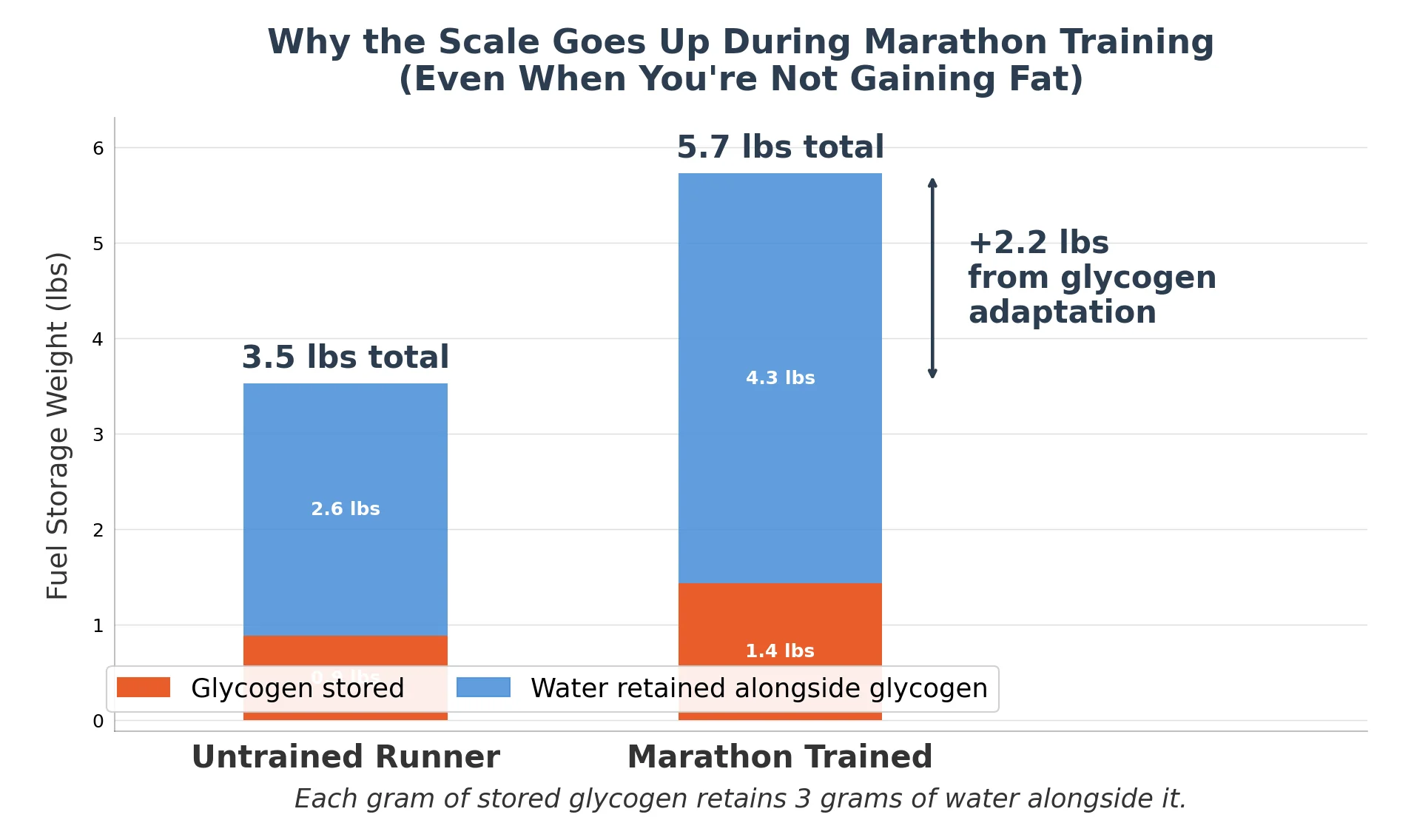 Stacked bar chart showing glycogen and water storage weight: untrained runner 3.5 lbs vs marathon-trained 5.7 lbs, a 2.2 lb difference from glycogen adaptation