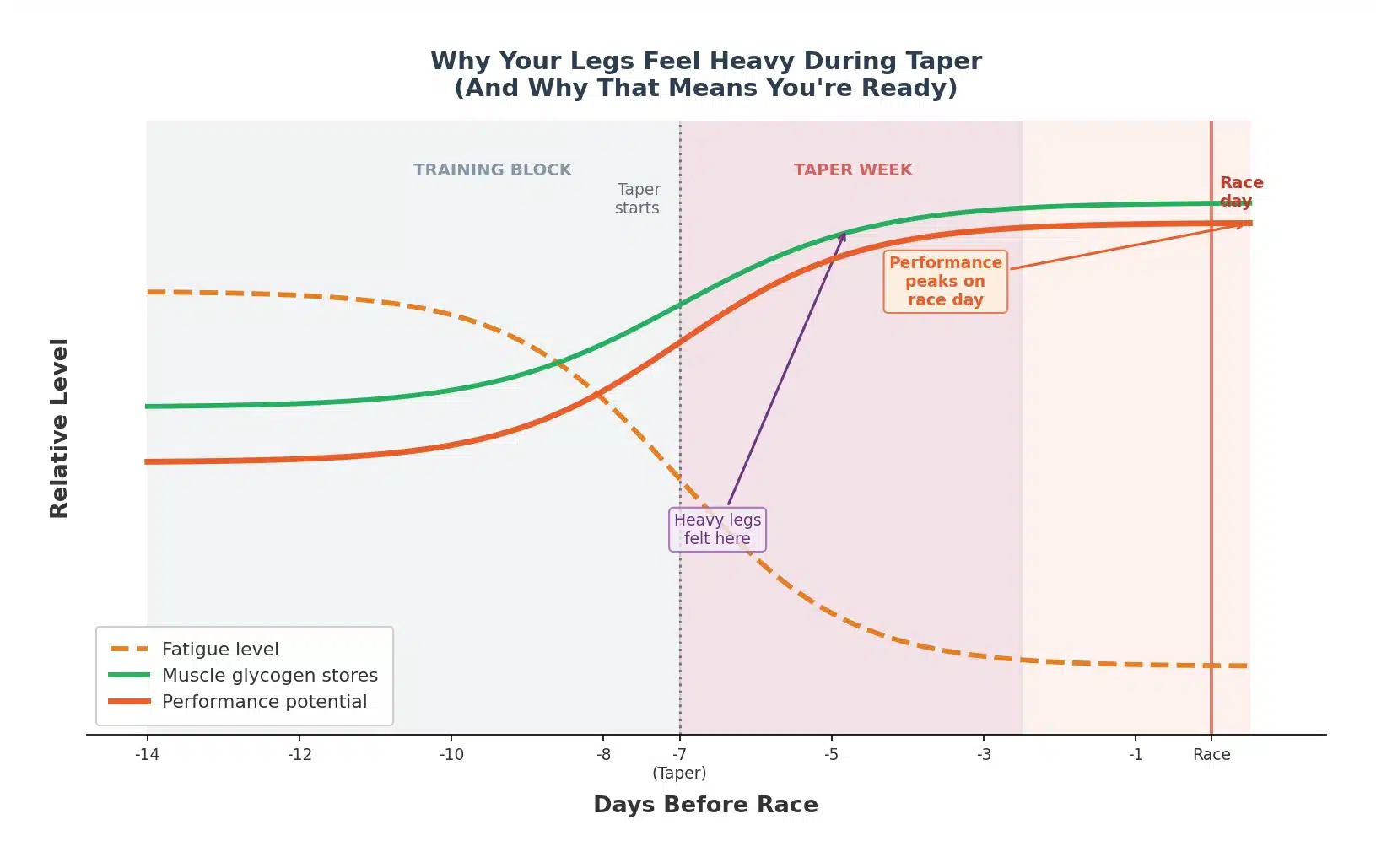 Graph showing glycogen supercompensation during 5k taper — fatigue drops, glycogen stores rise, performance peaks on race day