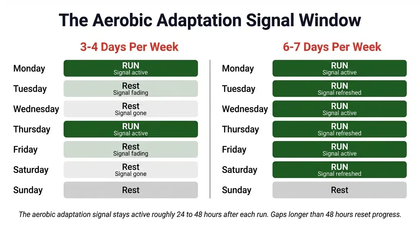 Timeline diagram comparing how the aerobic adaptation signal fades in 3-4 day vs 6-7 day training frequency schedules