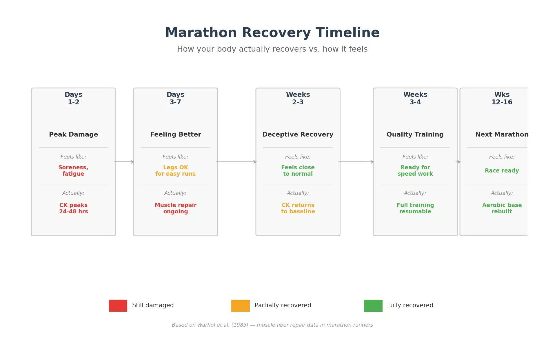 Marathon recovery timeline showing 5 stages from peak damage (days 1-2) through aerobic base rebuilt (weeks 12-16)