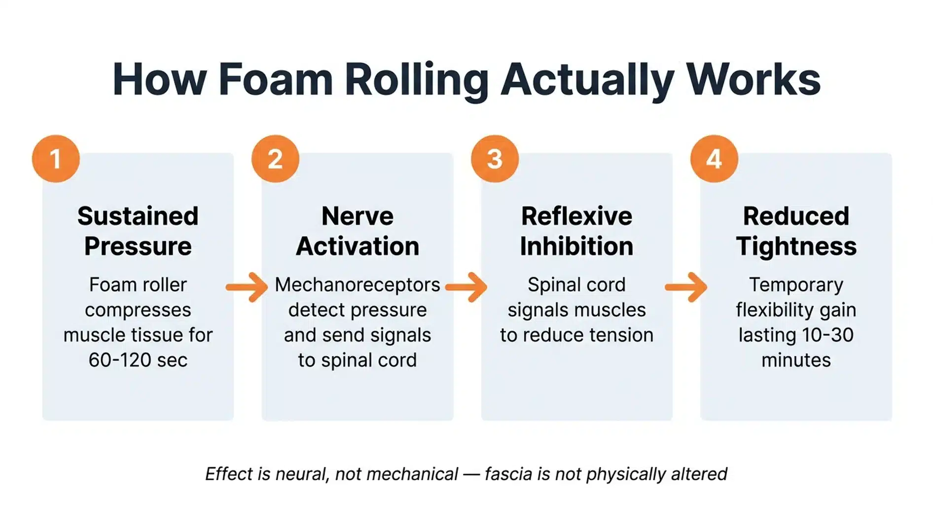How foam rolling actually works: the 4-step neural pathway from sustained pressure to reflexive inhibition