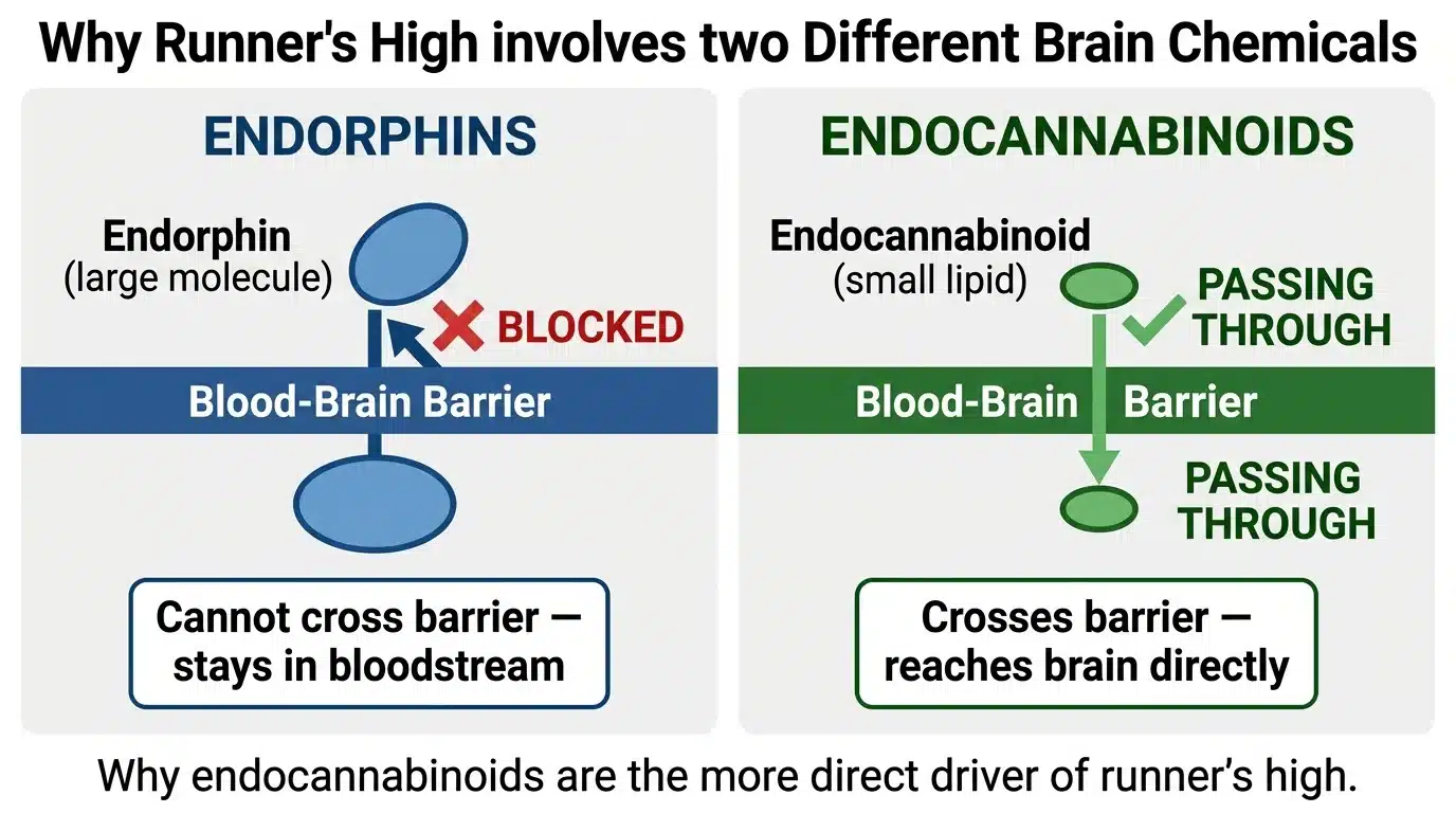 Diagram showing that endocannabinoids cross the blood-brain barrier while endorphins cannot