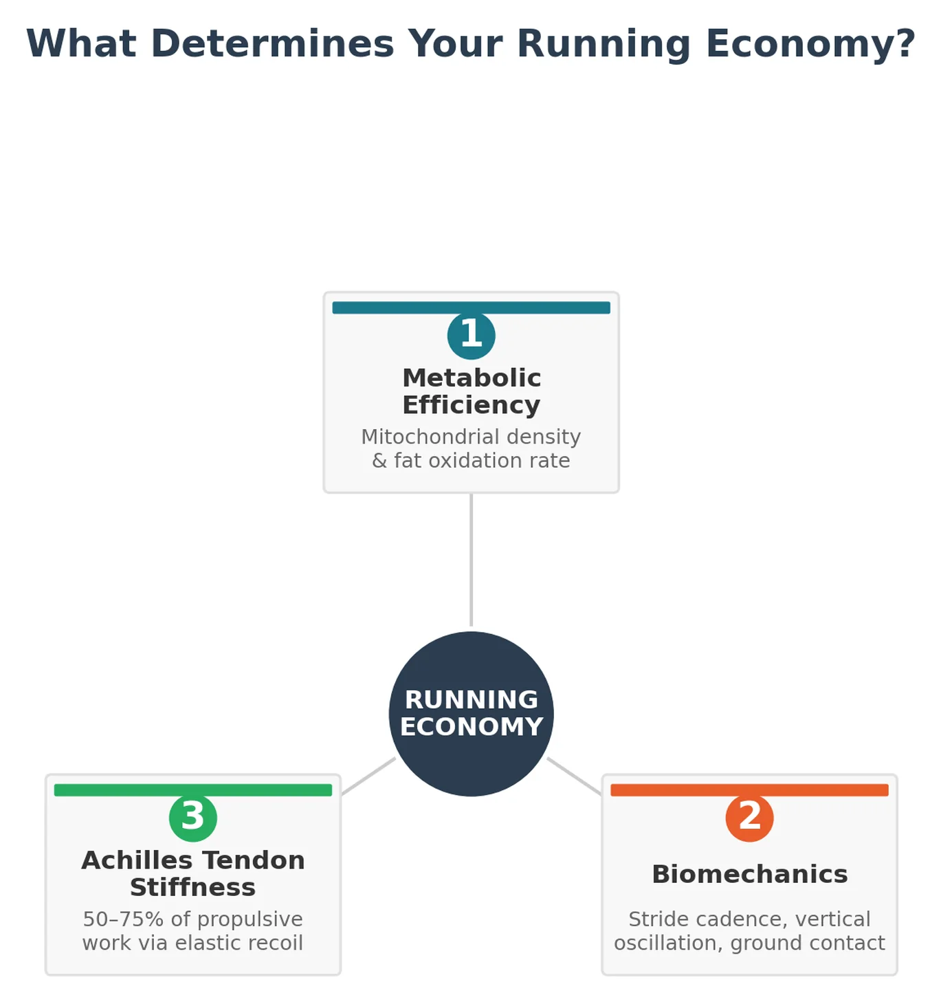 Three factors that determine running economy: metabolic efficiency, biomechanics, and Achilles tendon stiffness