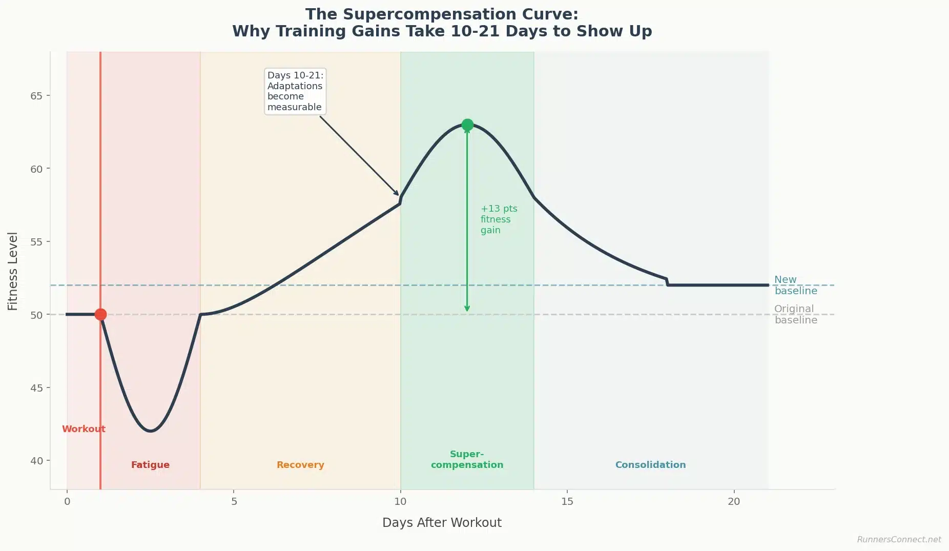 Supercompensation curve showing the 10-21 day training adaptation timeline from workout through fatigue to fitness gains