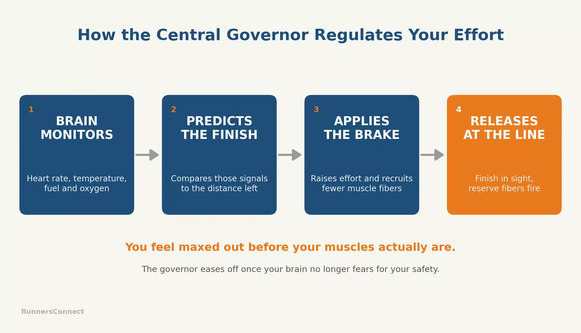 Four-stage flow diagram showing how the central governor regulates running effort: the brain monitors signals, predicts the finish, applies the brake, then releases at the line.