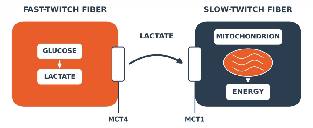 Diagram showing lactate moving from a fast-twitch muscle fiber through MCT4 and MCT1 into a slow-twitch fiber to be burned for energy