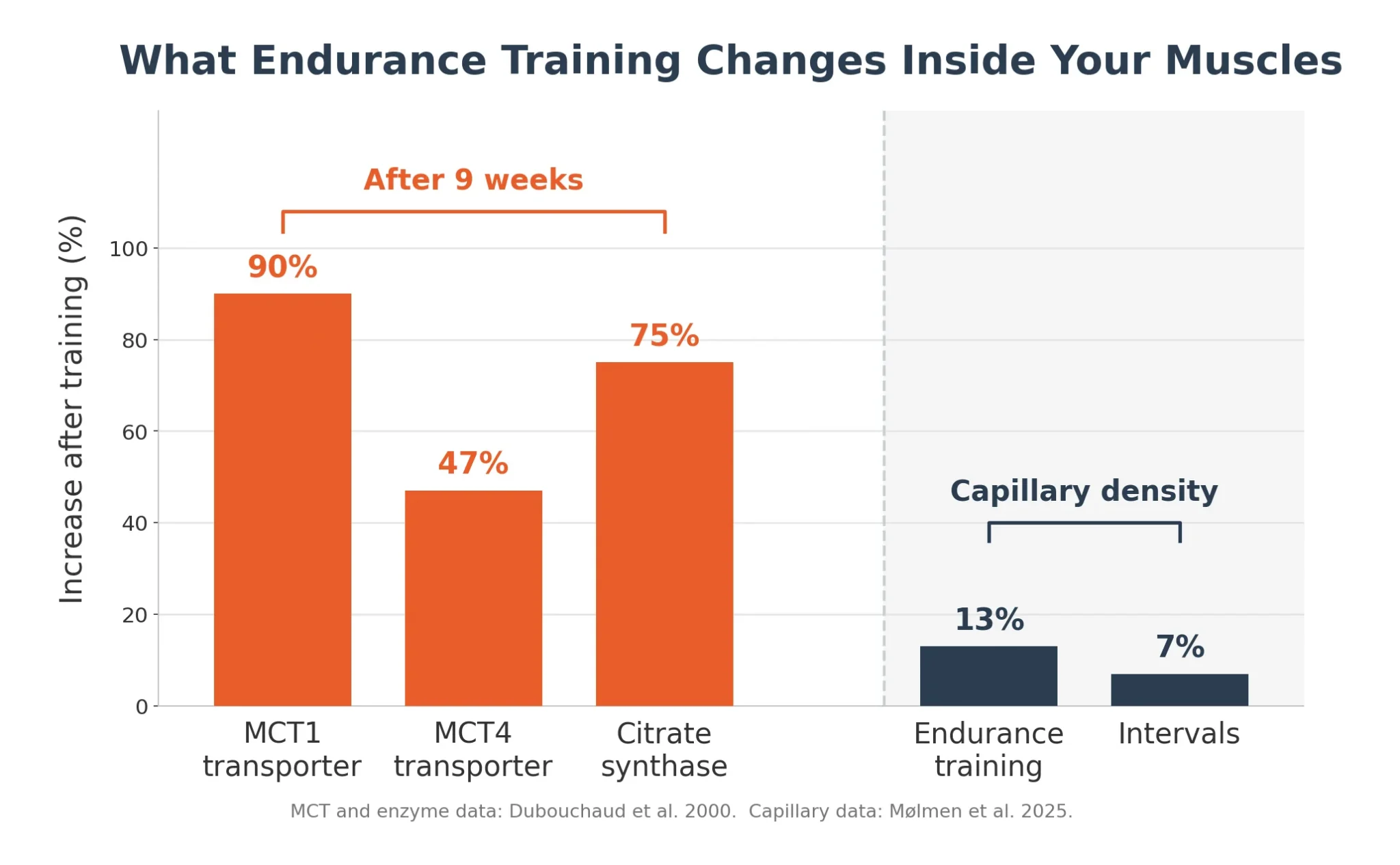 Bar chart showing MCT1 transporter up 90 percent, MCT4 up 47 percent and citrate synthase up 75 percent after nine weeks of endurance training